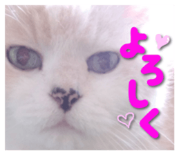 Our cat photograph sticker #13490785