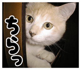 Our cat photograph sticker #13490786