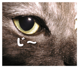 Our cat photograph sticker #13490787