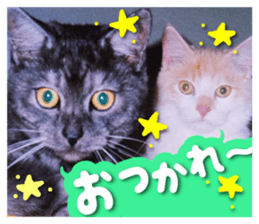 Our cat photograph sticker #13490788
