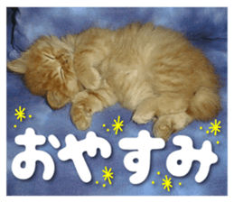 Our cat photograph sticker #13490789