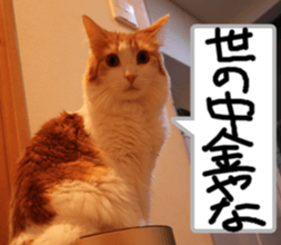 Instead tell the cat part2 sticker #13491919