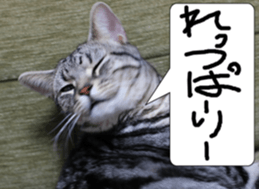 Instead tell the cat part2 sticker #13491930