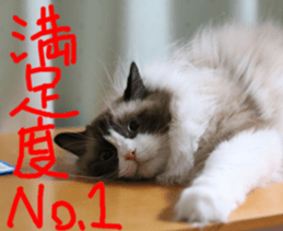 Instead tell the cat part2 sticker #13491933