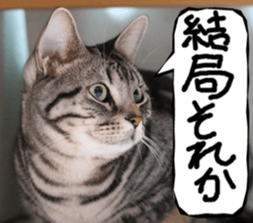 Instead tell the cat part2 sticker #13491943