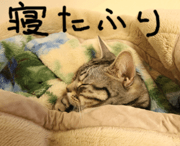 Instead tell the cat part2 sticker #13491945