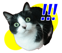 Lovely kitten photo sticker vol.1 sticker #13492494