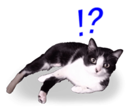 Lovely kitten photo sticker vol.1 sticker #13492495