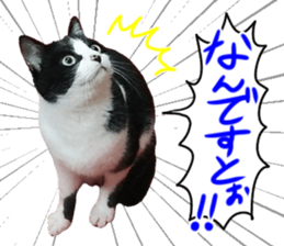 Lovely kitten photo sticker vol.1 sticker #13492496