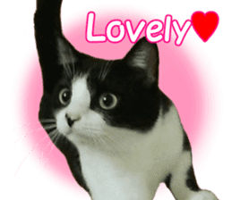 Lovely kitten photo sticker vol.1 sticker #13492498
