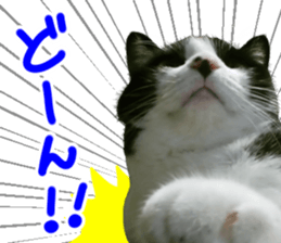 Lovely kitten photo sticker vol.1 sticker #13492499