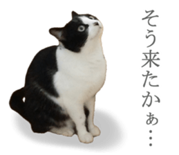 Lovely kitten photo sticker vol.1 sticker #13492500