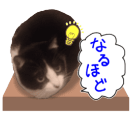 Lovely kitten photo sticker vol.1 sticker #13492504