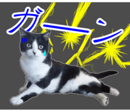 Lovely kitten photo sticker vol.1 sticker #13492505