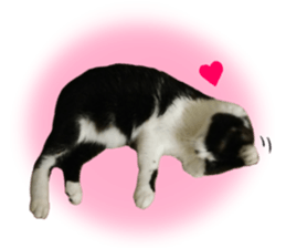 Lovely kitten photo sticker vol.1 sticker #13492508