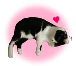 Lovely kitten photo sticker vol.1 sticker #13492508