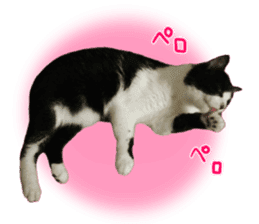 Lovely kitten photo sticker vol.1 sticker #13492509