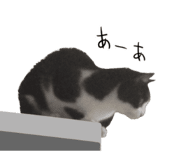 Lovely kitten photo sticker vol.1 sticker #13492511