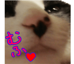 Lovely kitten photo sticker vol.1 sticker #13492517