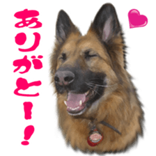 RINRIN & AHTAN Live-action version sticker #13492536