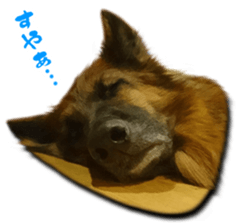 RINRIN & AHTAN Live-action version sticker #13492538