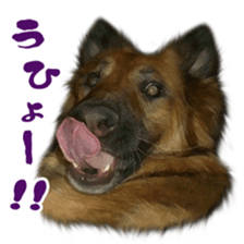 RINRIN & AHTAN Live-action version sticker #13492541