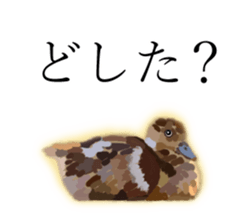 Chitchat of Birds sticker #13492841