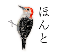 Chitchat of Birds sticker #13492850