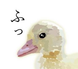 Chitchat of Birds sticker #13492855