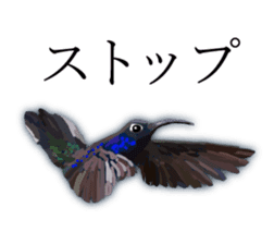 Chitchat of Birds sticker #13492866