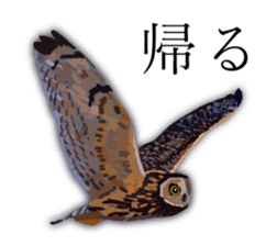 Chitchat of Birds sticker #13492867