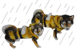 Shiba Inu Sisters and friends - 3 sticker #13493466