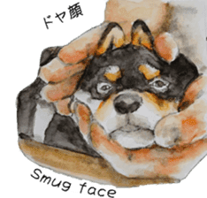 Shiba Inu Sisters and friends - 3 sticker #13493483