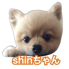 daily conversation of shin-chan