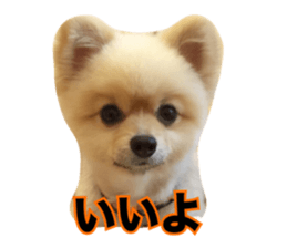 daily conversation of shin-chan sticker #13493823