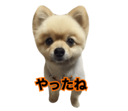 daily conversation of shin-chan sticker #13493825