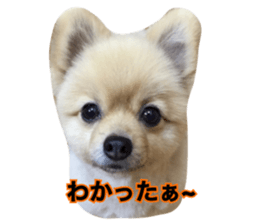 daily conversation of shin-chan sticker #13493828