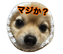 daily conversation of shin-chan sticker #13493834