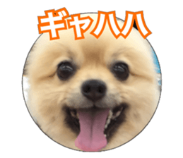 daily conversation of shin-chan sticker #13493836