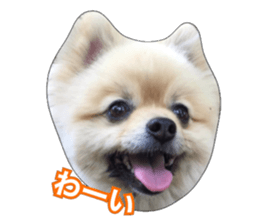 daily conversation of shin-chan sticker #13493839