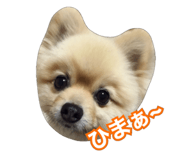 daily conversation of shin-chan sticker #13493841