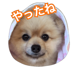 daily conversation of shin-chan sticker #13493843