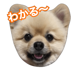 daily conversation of shin-chan sticker #13493845