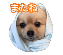 daily conversation of shin-chan sticker #13493847