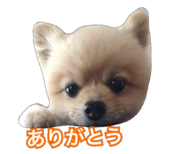 daily conversation of shin-chan sticker #13493850