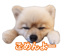 daily conversation of shin-chan sticker #13493853