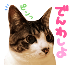 Good friends cat Koo-chan Ghee-chan sticker #13494318