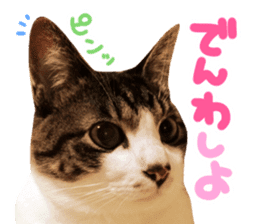 Good friends cat Koo-chan Ghee-chan sticker #13494318