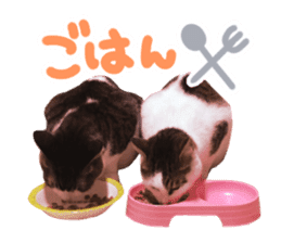 Good friends cat Koo-chan Ghee-chan sticker #13494319