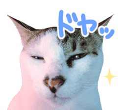 Good friends cat Koo-chan Ghee-chan sticker #13494321